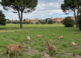 Roma, 11mila firme per salvare il Pratone Battaglia ecologica