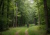 Foreste italiane: persa biodiversità nel sottobosco Biodiversità forestale