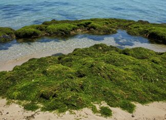 Cilento: piano per rimuovere la posidonia dalle coste Posidonia spiaggiata