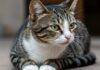 Avellino: la storia del gatto Mircio premiata a Roma Resilienza animale