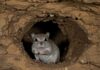 Uganda: una grotta di pipistrelli a rischio Marburg Salto specie