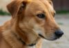 Avellino: Enpa cerca casa per Stella, cane da caccia Salvataggio Stella