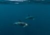 Santuario Pelagos: riparte il monitoraggio dei cetacei Santuario Pelagos