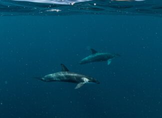 Santuario Pelagos: riparte il monitoraggio dei cetacei Santuario Pelagos