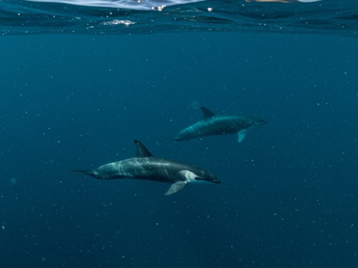 Santuario Pelagos