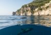Delfini a Procida: branco nuota vicino alla costa Tutela marina
