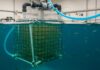 Livorno: al via la fattoria del mare sostenibile Acquacoltura sostenibile