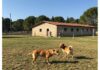 Pisa, cani maltrattati: ricorso della Procura Benessere animale