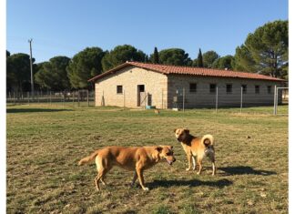 Pisa, cani maltrattati: ricorso della Procura Benessere animale