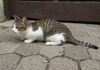 Marostica: gatto ferito da 15 colpi di fucile Crudeltà animale