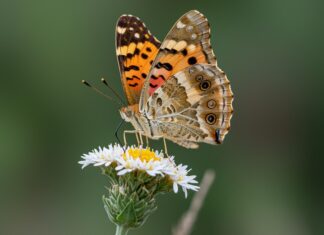 Cilento: confermata popolazione di farfalla minacciata Farfalla rara