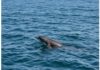 Foca monaca a Ischia: le regole per l’avvistamento Foca monaca