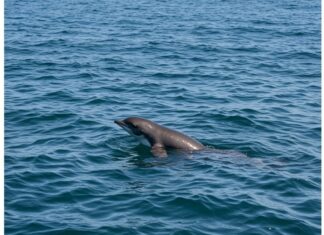 Foca monaca a Ischia: le regole per l’avvistamento Foca monaca