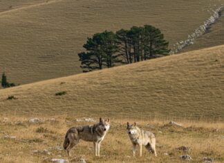 Abruzzo: strage di lupi avvelenati nel Parco Giustizia ambientale
