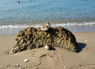 Bibione: la beccaccia di mare nidifica sulla spiaggia Biodiversità costiera