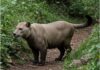 Nuova legge sulla caccia: allarme per la fauna italiana Caccia selvaggia