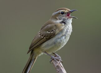 Succiacapre: l’uccello che batte le ali per sedurre Comunicazione aviaria