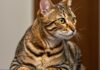 Gatti: cinque razze sconsigliate ai principianti Adozione consapevole