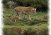 Italia, allarme biodiversità: 28% specie a rischio Biodiversità italiana