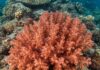 Fondali di Ischia: una foto vince un premio nazionale Biodiversità marina