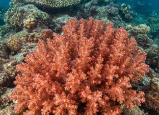 Fondali di Ischia: una foto vince un premio nazionale Biodiversità marina