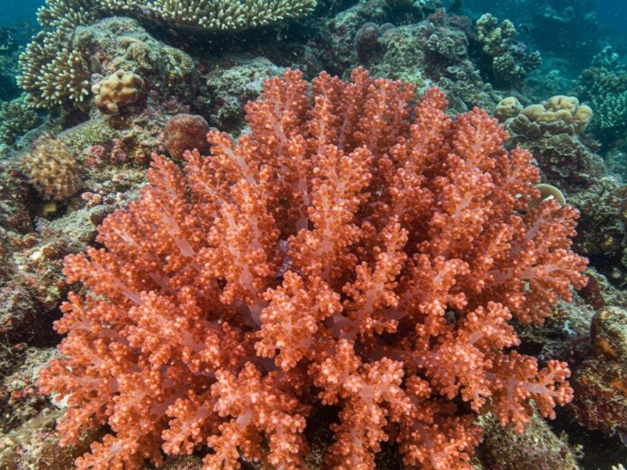Biodiversità marina