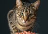 Giappone: svelato perché i gatti lasciano il cibo Comportamento felino