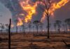 Incendi globali: il 2026 è l’anno peggiore di sempre Emergenza roghi