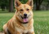 Studio USA: l’84% dei cani domestici è ansioso Ansia canina