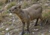 Valsugana: salvati due asini maltrattati Benessere animale