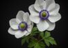 Come coltivare gli anemoni in vaso e in giardino Coltivare anemoni