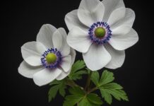 Come coltivare gli anemoni in vaso e in giardino Coltivare anemoni