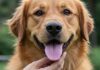 Cani: i 10 gesti umani che non sopportano Linguaggio canino