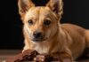Cani: i veleni nascosti in casa e giardino Pericoli domestici