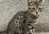 Toscana: gatti domestici minacciano la biodiversità Specie invasive