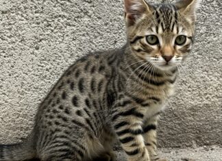 Toscana: gatti domestici minacciano la biodiversità Specie invasive