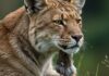 Diritti animali: una conquista minacciata in Italia Tutela legislativa