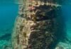 Ostia: l’isola sommersa che tutela la biodiversità Biodiversità sottomarina