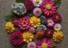 Fiori commestibili: quali usare e come cucinarli Fiori commestibili