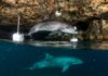 Foca monaca: monitoraggio sulle coste italiane Foca monaca
