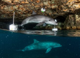 Foca monaca: monitoraggio sulle coste italiane Foca monaca