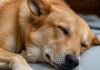 I cani sognano come noi: lo conferma la scienza Sogni canini