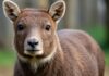 Pisa: petizione ENPA per la tutela dei barboncini Tutela animali
