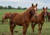 Modena: 57 asini salvati dalla macellazione Benessere animale
