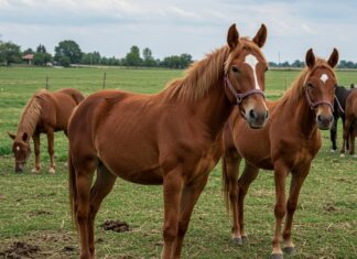 Modena: 57 asini salvati dalla macellazione Benessere animale