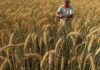 Sicilia: torna il grano antico contro la siccità Grani antichi
