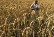 Sicilia: torna il grano antico contro la siccità Grani antichi
