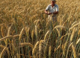 Sicilia: torna il grano antico contro la siccità Grani antichi