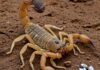 Scorpioni: usano zinco per rinforzare le loro armi Scorpioni metallici