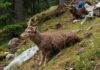 Animali selvatici feriti: chi chiamare in Trentino Soccorso fauna